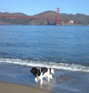 Splash and the Golden Gate