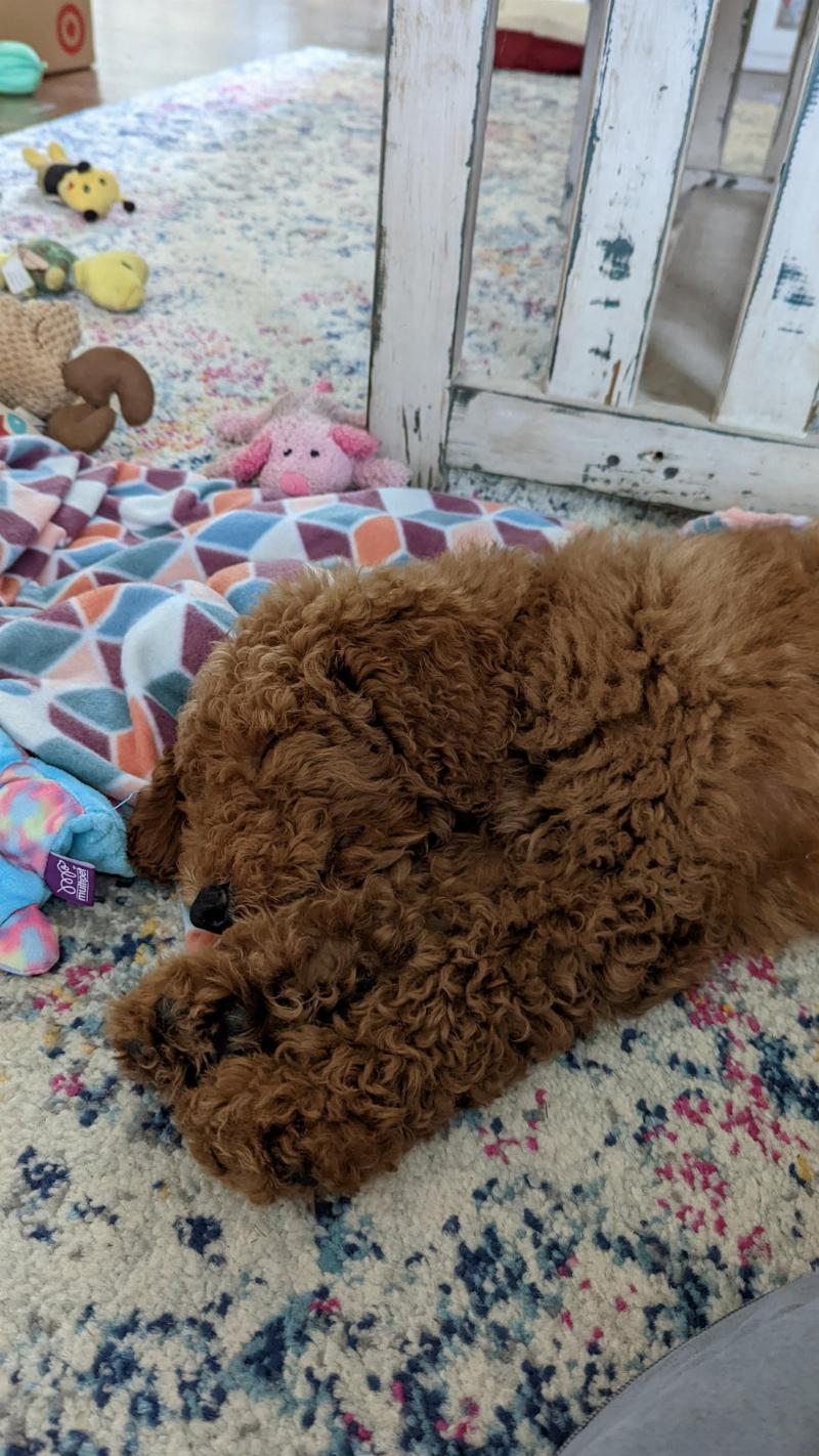 A focused Standard Poodle looking up attentively at its owner, who is holding a treat, demonstrating a key step in how to train a Poodle dog.