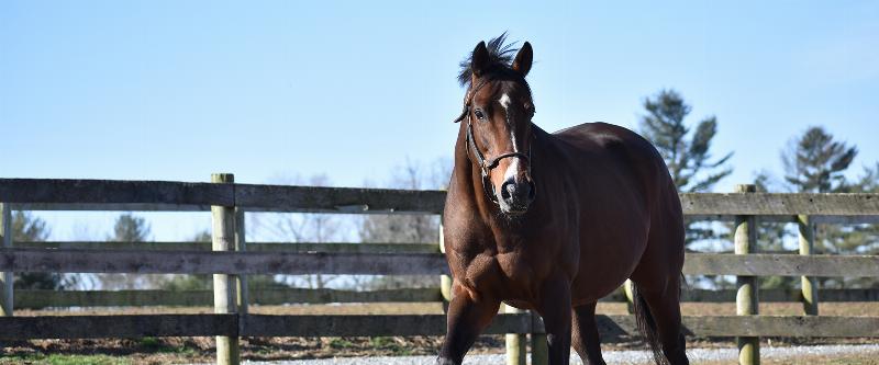 A Standardbred horse at full pace, pulling a driver in a modern sulky across the finish line of a dirt track.