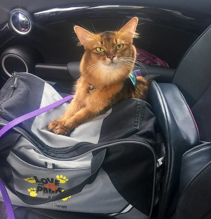 Summer, by Janiss Garza