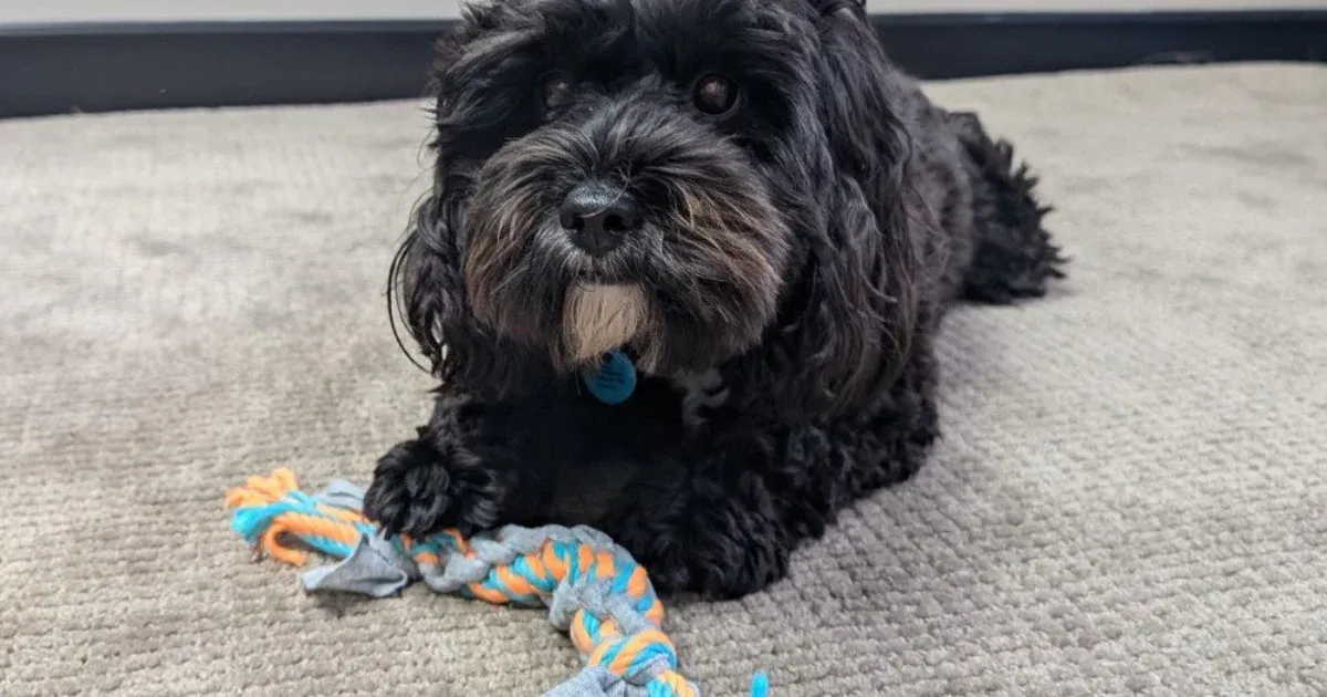 Sweater Rope - All For Paws Pups