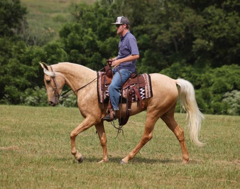A rider on a Tennessee Walking Horse performing a smooth running walk, with text overlay explaining key features of the gait