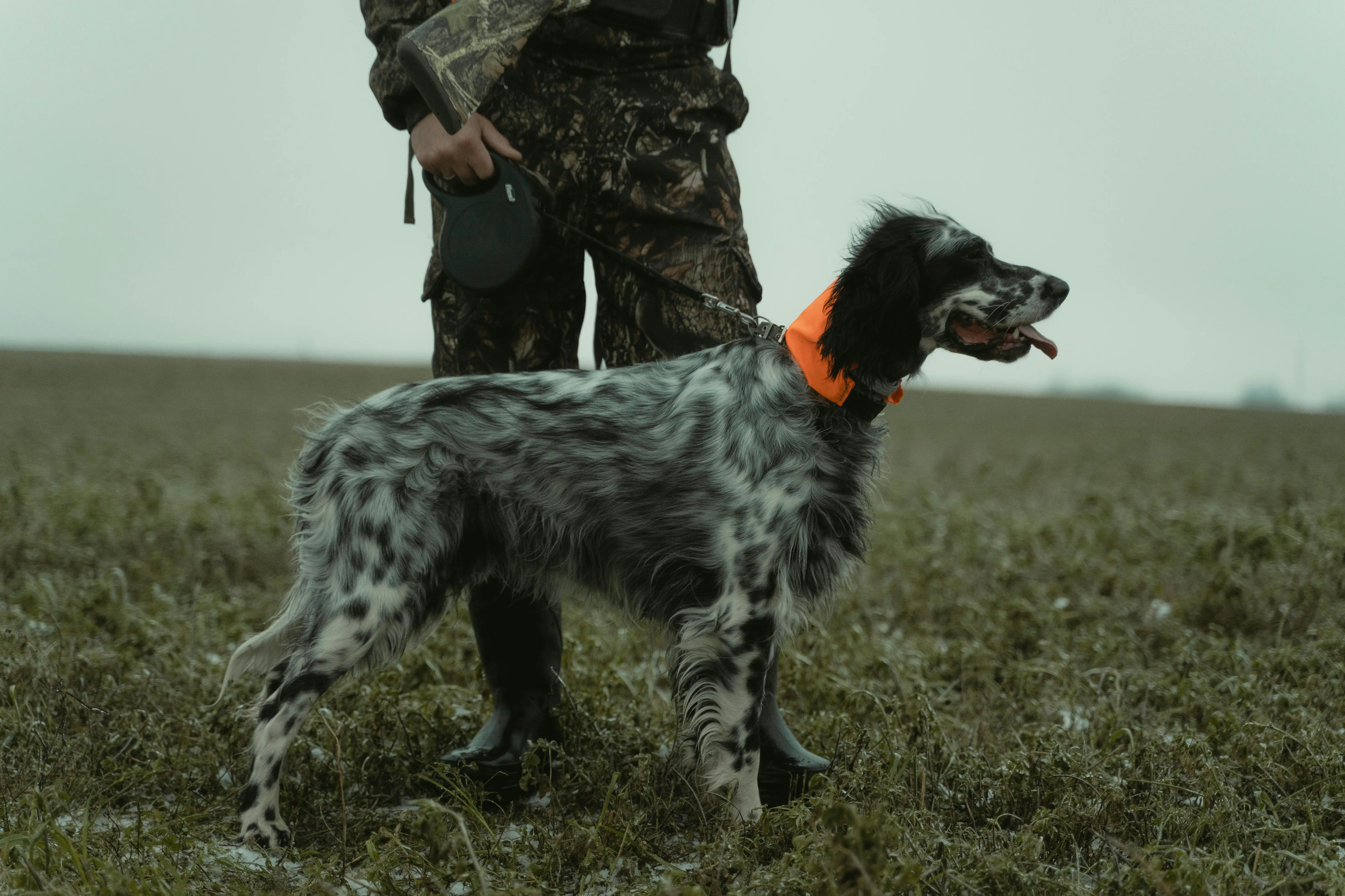 The Best Breed of Dog for Duck Hunting