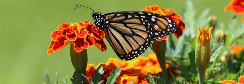 An artistic representation of a book about dogs, with a playful dog digging.