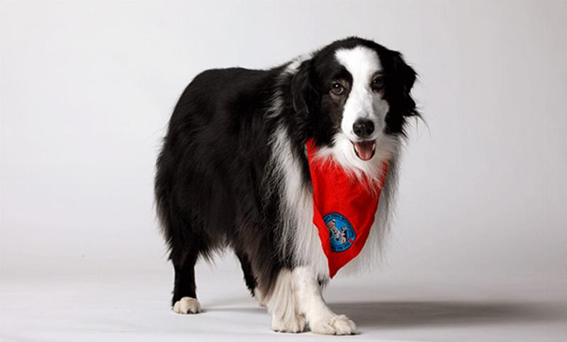 A golden retriever attentively sits during a therapy dog training session, with its handler offering a treat in a calm, indoor setting.