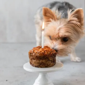 Thumbnail image of a small black and tan Yorkshire Terrier smelling a dog cake with a lit candle.