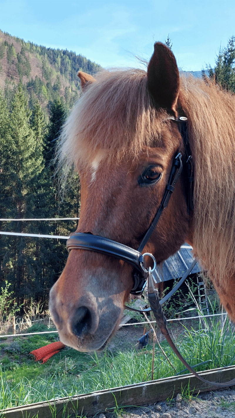 A seasoned horse trainer with a gentle expression checking the leg of a calm and powerful Thoroughbred racehorse in a clean, well-lit stable.
