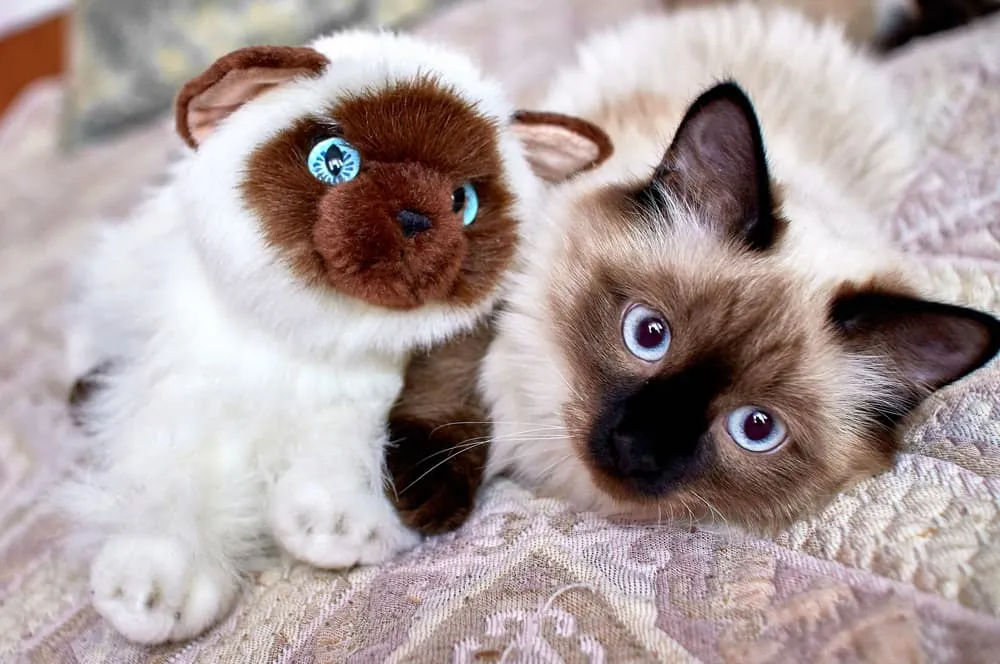 Tokinese cat with stuffed animal