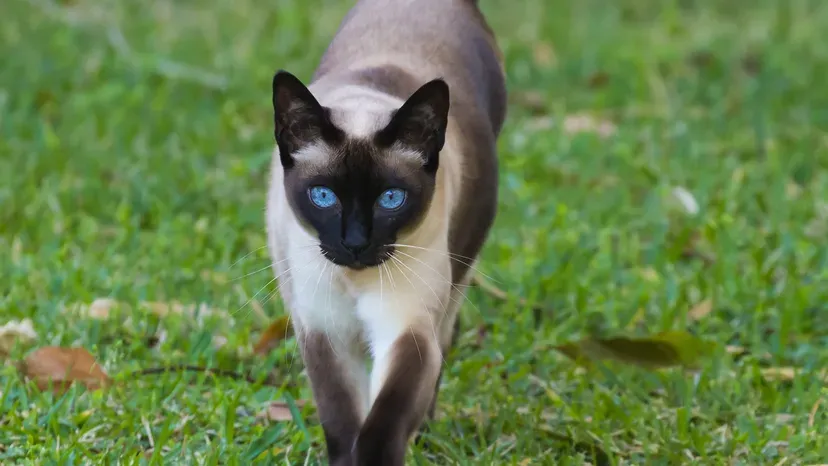 Tonkinese cat with mink coloration and green-blue eyes