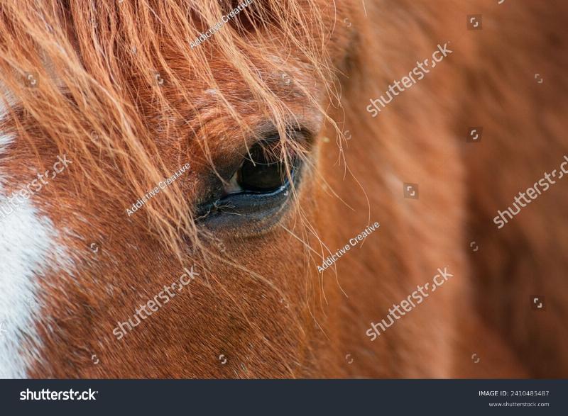 A close-up shot of a lovable, brown toy horse with large, expressive eyes and a soft muzzle, looking directly at the camera with a gentle and loyal expression, 3D animation style.