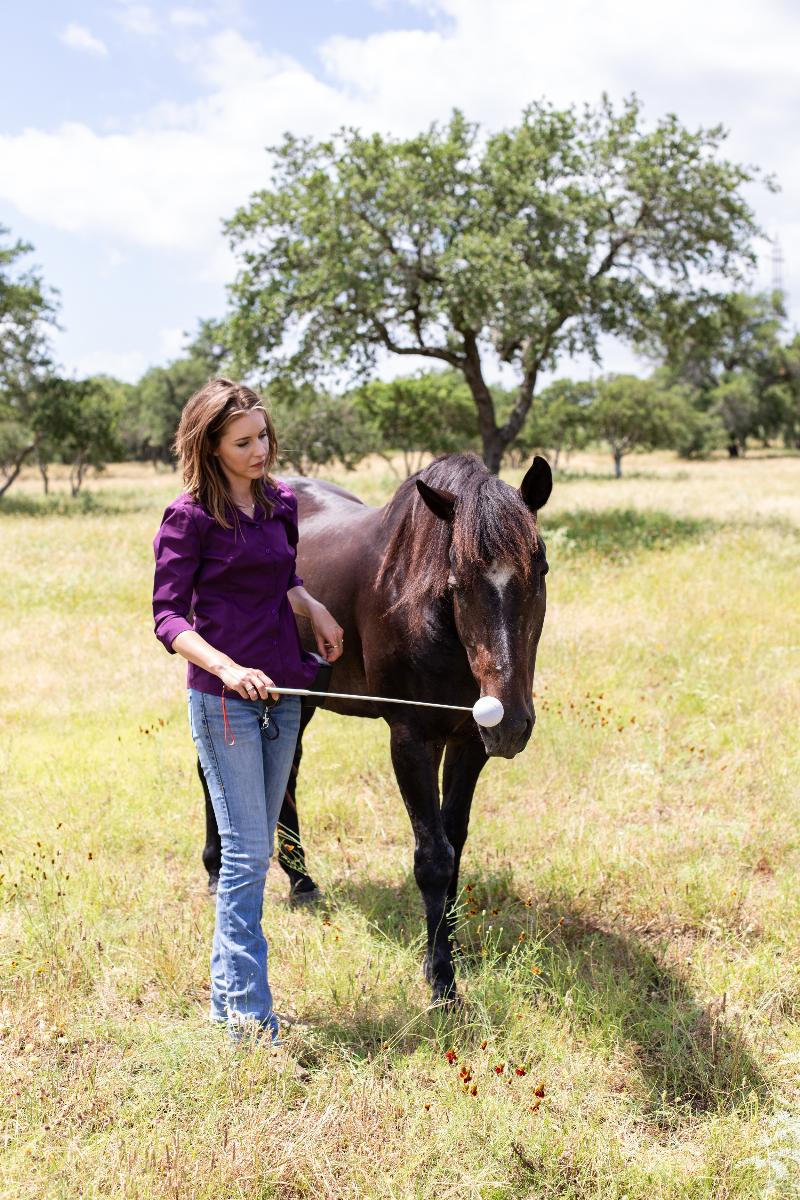 alt-text: A trainer and a calm horse practicing groundwork exercises, an essential part of horse behaviour training.