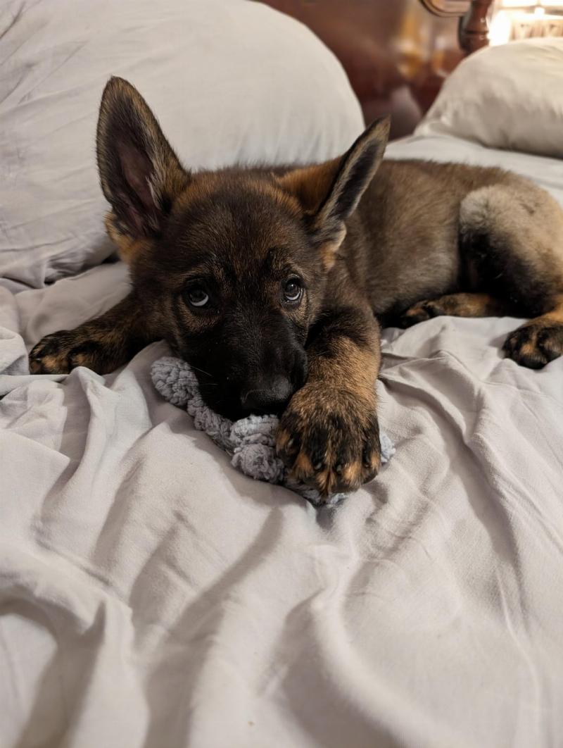 A professional trainer giving commands to a focused German Shepherd during an advanced protection dog training session on a grassy field.