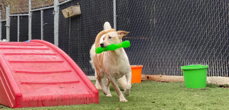 An expert trainer working on advanced obedience with a calm adult Labrador in an outdoor setting, representing the process of finding trained dogs near me.