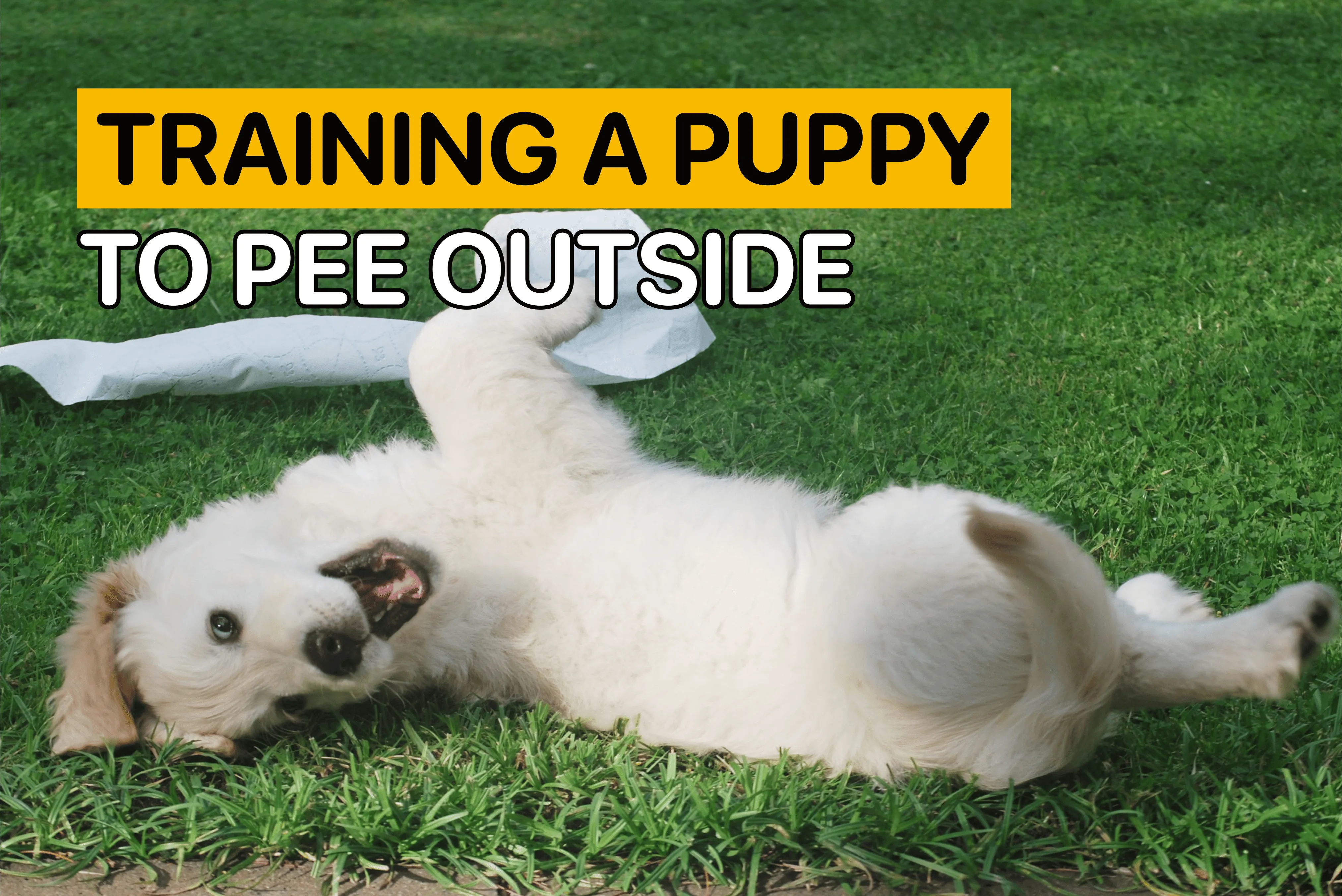training a puppy to pee outside