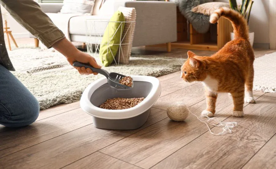Training an outdoor cat to use a litter tray
