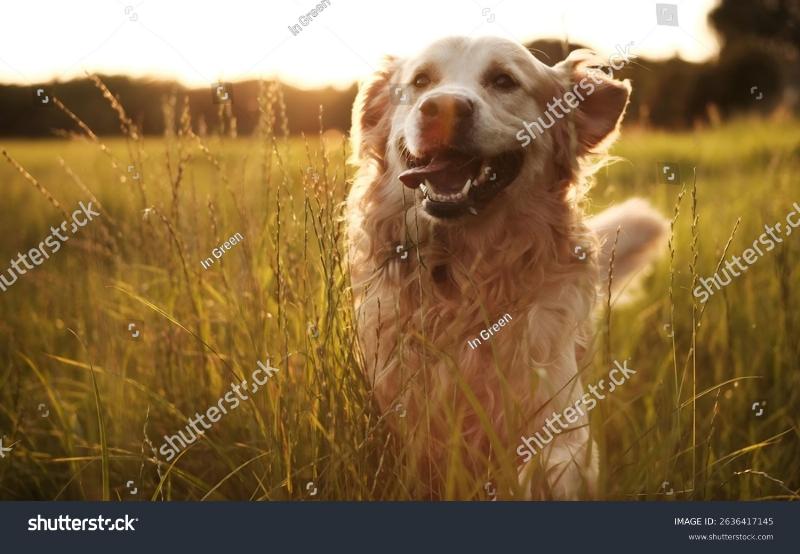 A young bird dog puppy wagging its tail while curiously sniffing a flower in a lush green field, embodying early socialization and exploration.