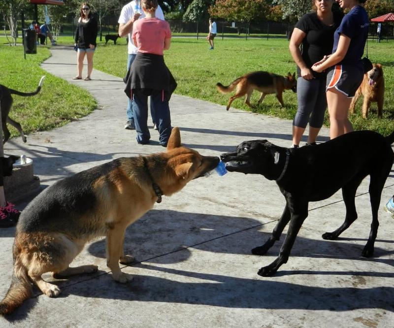 Best image for illustrating how to train an older dog to come when called, focusing on positive reinforcement and happy interaction.