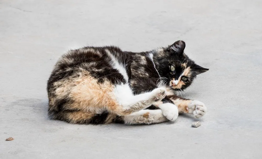 Tricolor manx cat with characteristic lack of tail