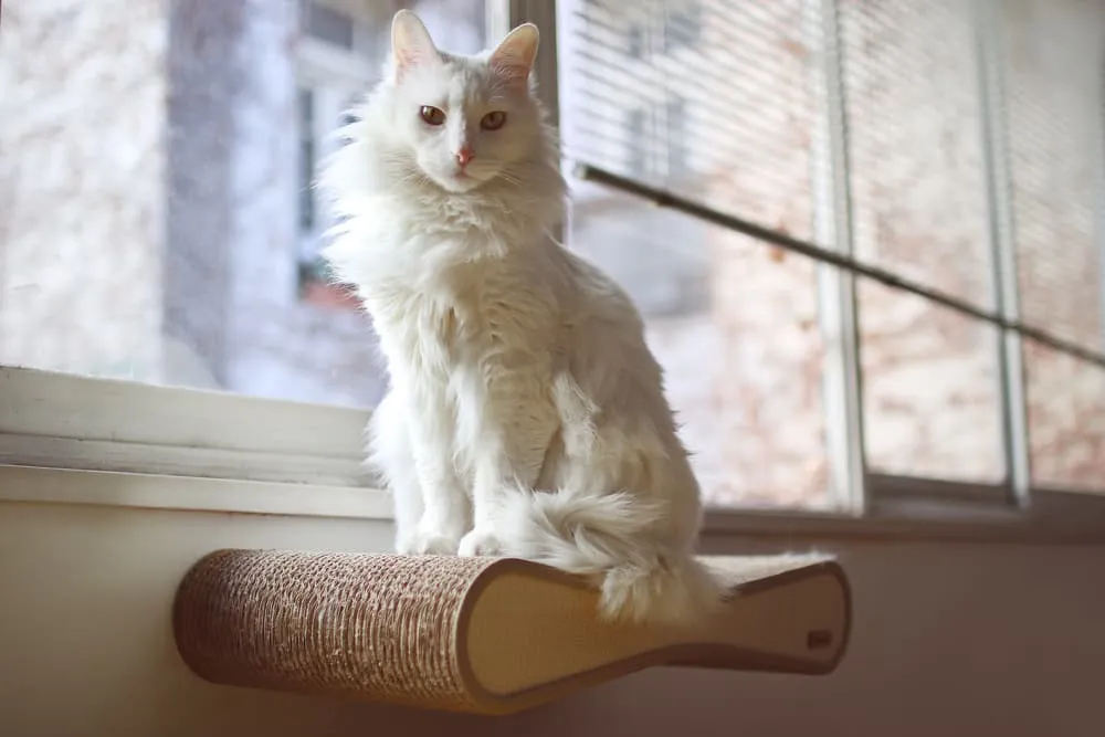 Turkish Angora on window shelf