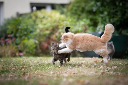 Two cats in a tense standoff, potentially about to fight