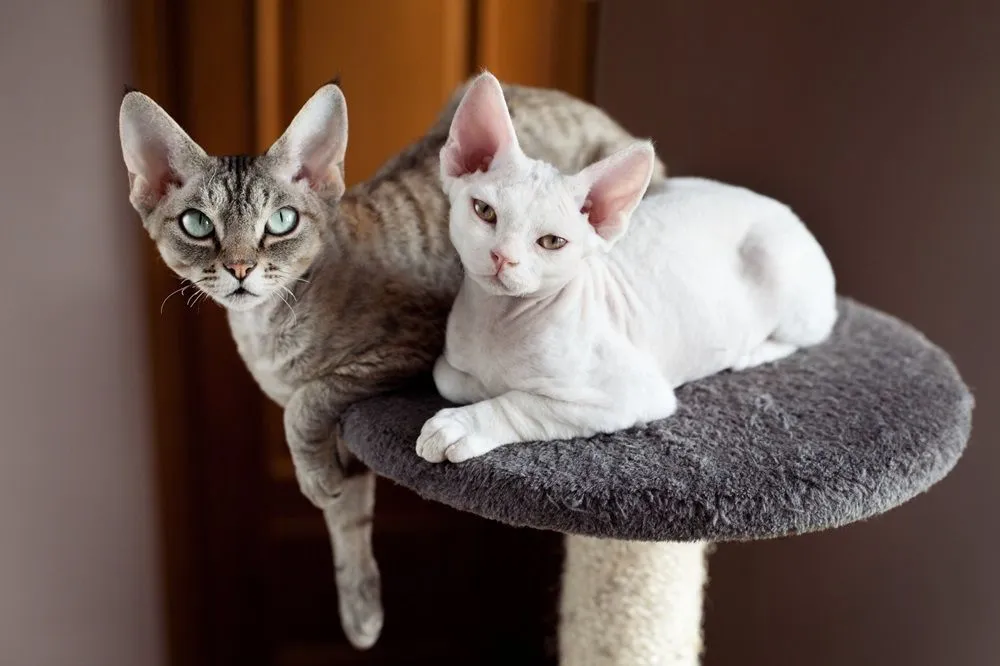 Two Devon Rex cats are sitting on the scratching post