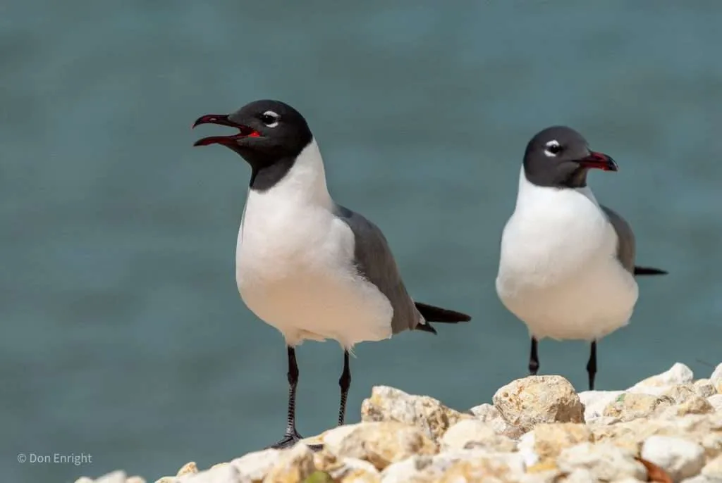Two seagulls against an ocean background
