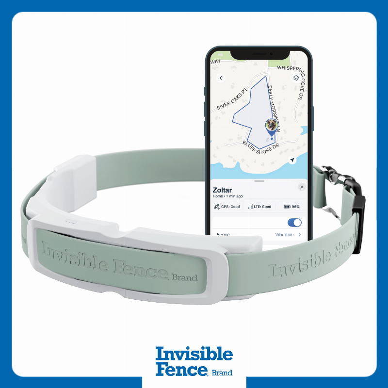 A close-up of a dog's neck showing a specialized GPS tracking collar, an essential piece of upland bird dog training supplies for safety and location monitoring in the field.