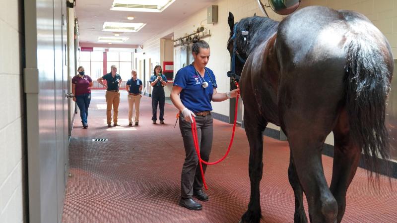 A veterinarian conducting a pre-purchase exam on a barrel racing horse, flexing its leg to check for soundness, an important step before buying.