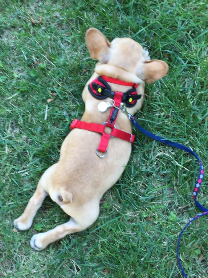 Vincecincy How to Stop Leash Pulling