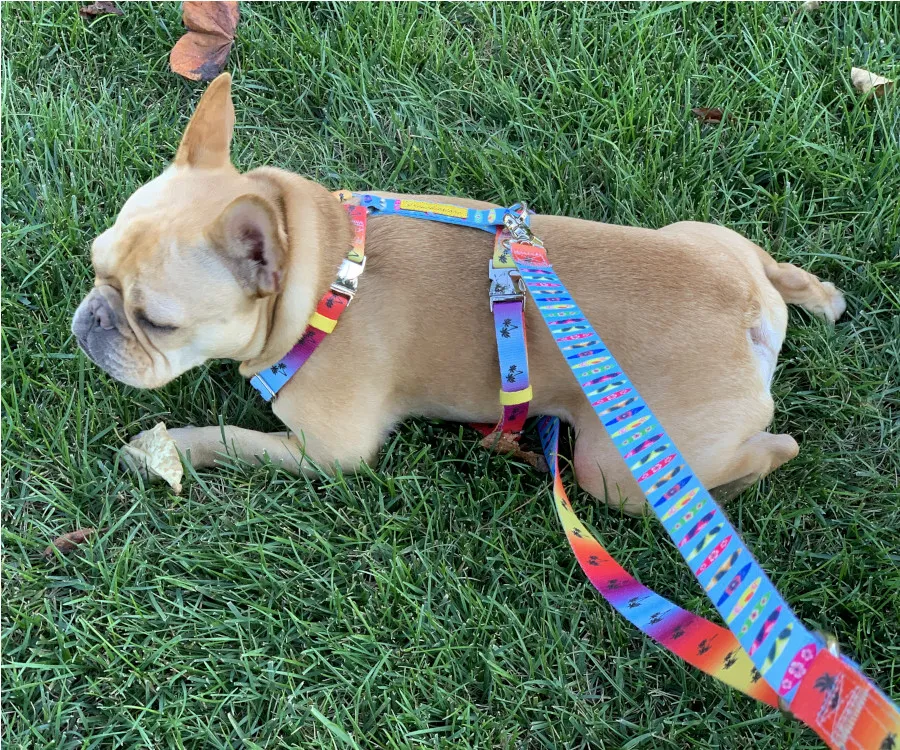 Vincecincy in Frenchiestore front clip harness