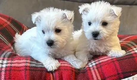 West Highland Terrier for Adoption UK