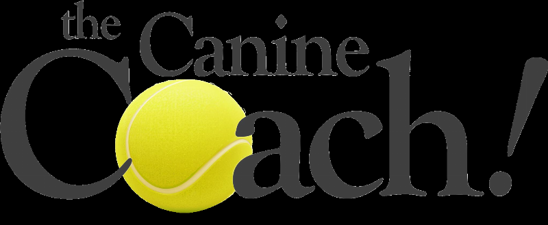 A professional dog trainer in West Jordan smiling while working with an attentive Golden Retriever on a leash in a sunny park, demonstrating the positive results of Tip Top K9 West Jordan dog training.