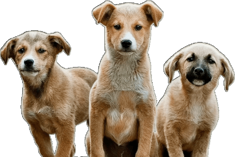 Positive reinforcement training for a dog sitting on command in West Palm Beach