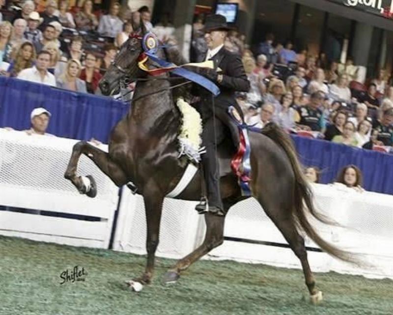 A rider in a Western saddle practices a turn with their horse in a dusty arena, illustrating a specific discipline found in horse training classes.