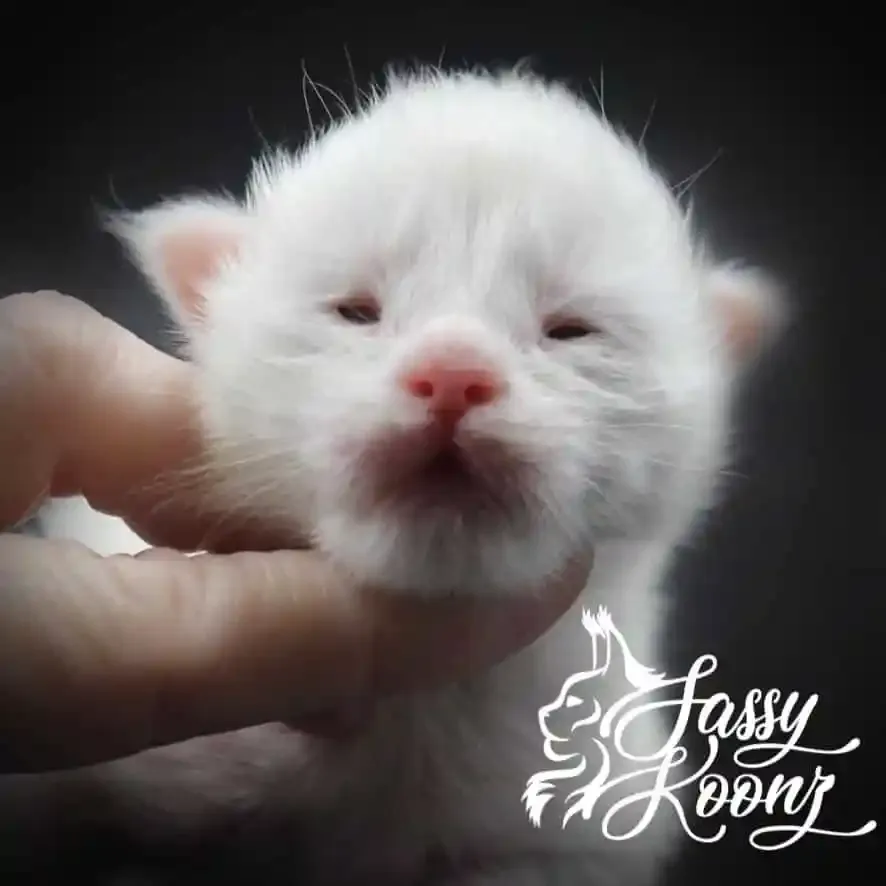 White maine coon kittens