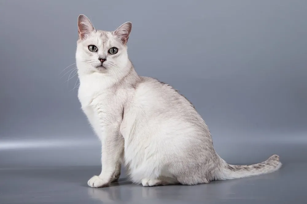 white short hair Burmilla breed cat on a gray background