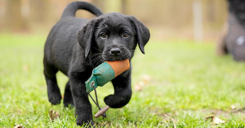 Enthusiastic puppy in a training session with a trainer, learning to sit