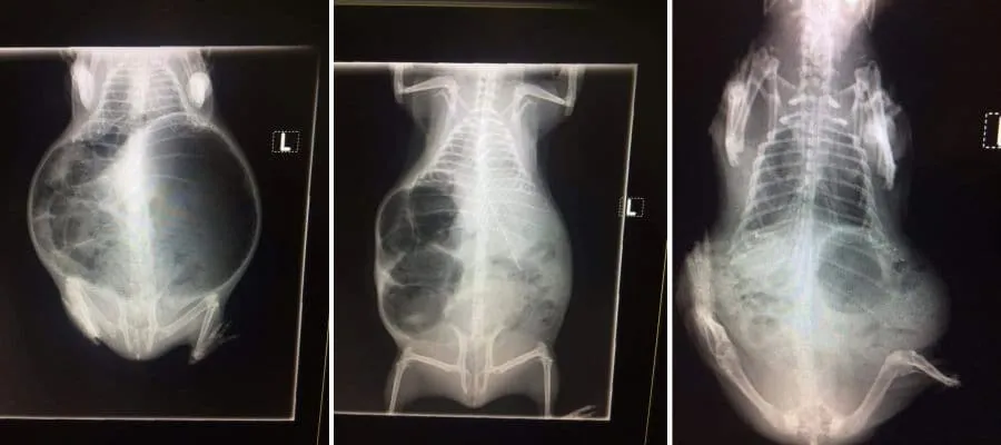 X-rays of a guinea pig showing bloat resolving after treatment