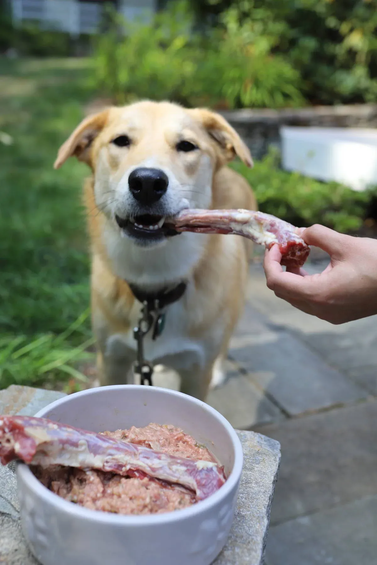 Yellow puppy with raw bone in mouth behind bowl of raw food.