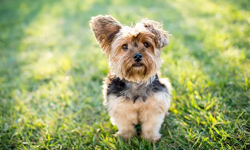 Yorkshire Terrier