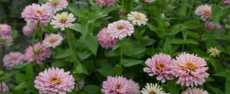 A happy Golden Retriever puppy eagerly taking a small, brown Zukes training treat from its owner's hand during a training session in a park. The owner is kneeling, smiling, and holding a small bag of Zukes treats. The background shows a sunny, green park setting, emphasizing positive outdoor training. Style: Naturalistic, heartwarming, emphasizing connection and reward.
