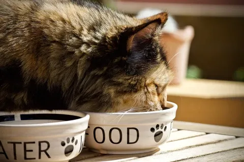 A cat eating from a bowl.
