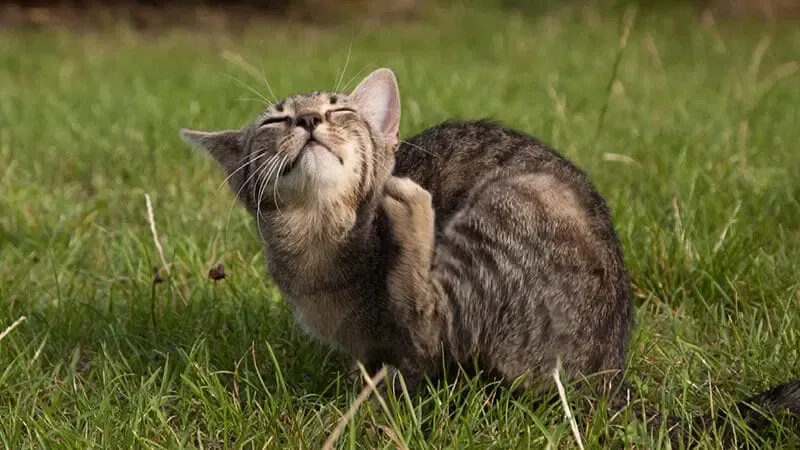 A close-up of a cat's face, highlighting its sensitivity