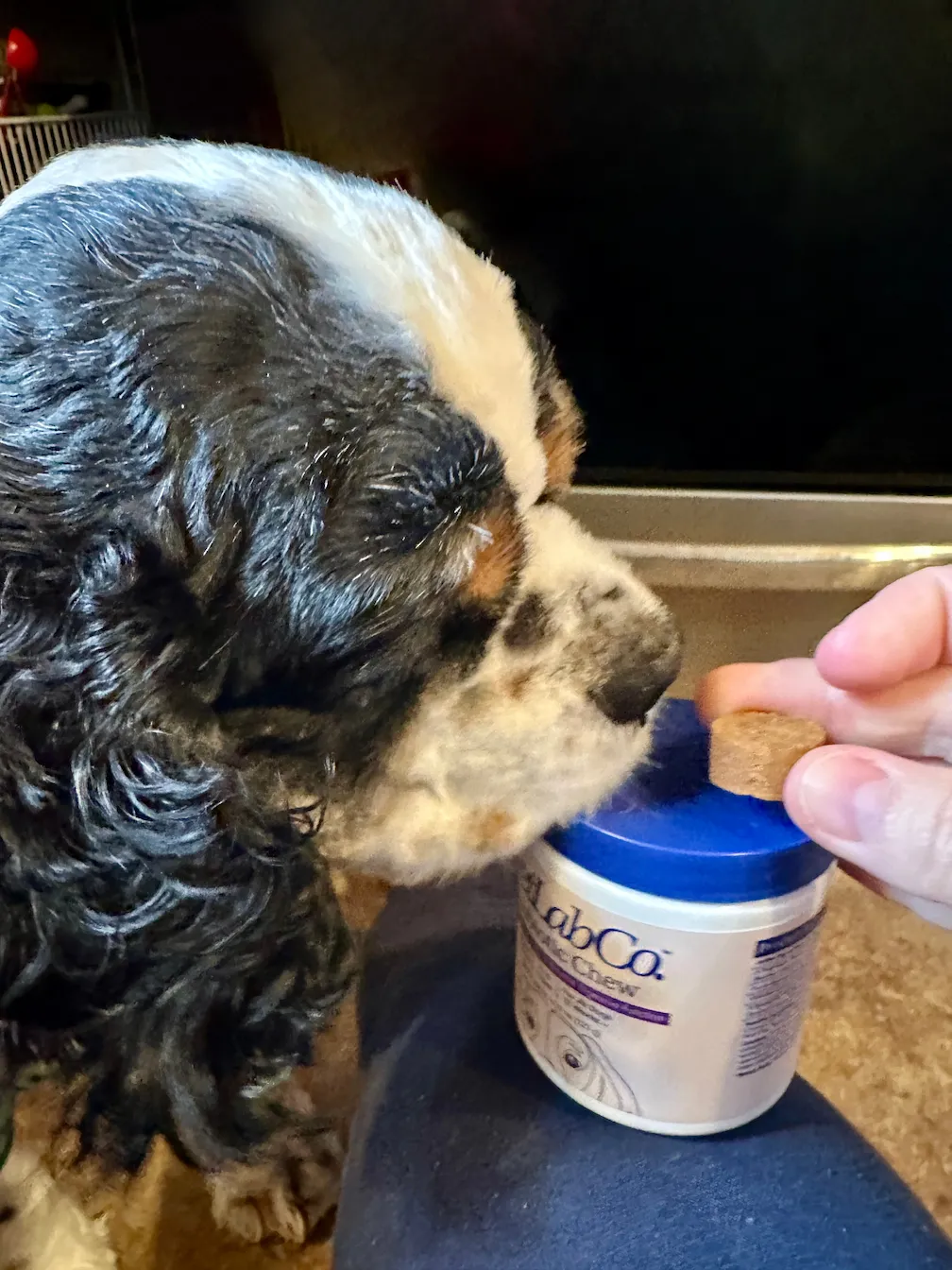 A Cocker Spaniel sniffing a PetLab Co. probiotic chew.
