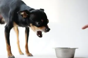 A dog exhibiting signs of food aggression