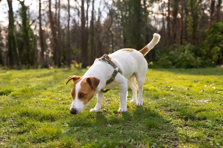 A dog looking distracted while outdoors.