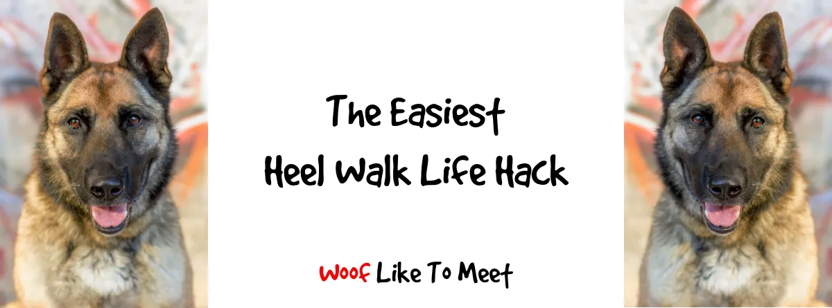 A dog walking beside its owner, with the owner holding a treat pouch.