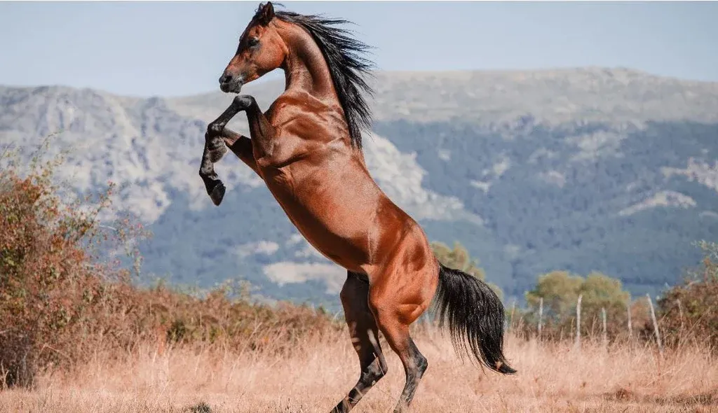 A graceful Arabian horse with a distinctive head shape.
