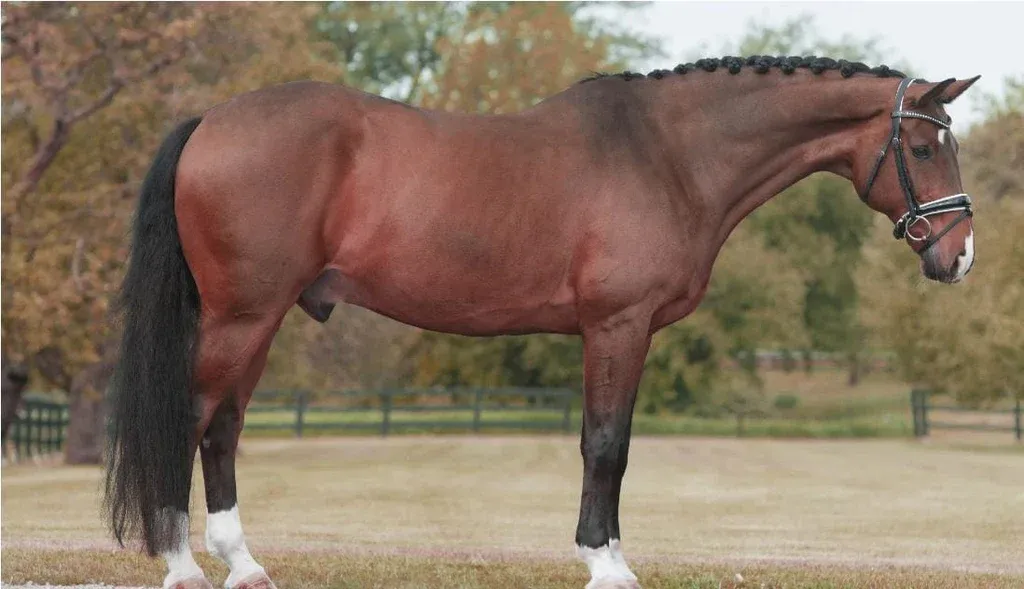 A Hanoverian horse demonstrating athletic jumping form.