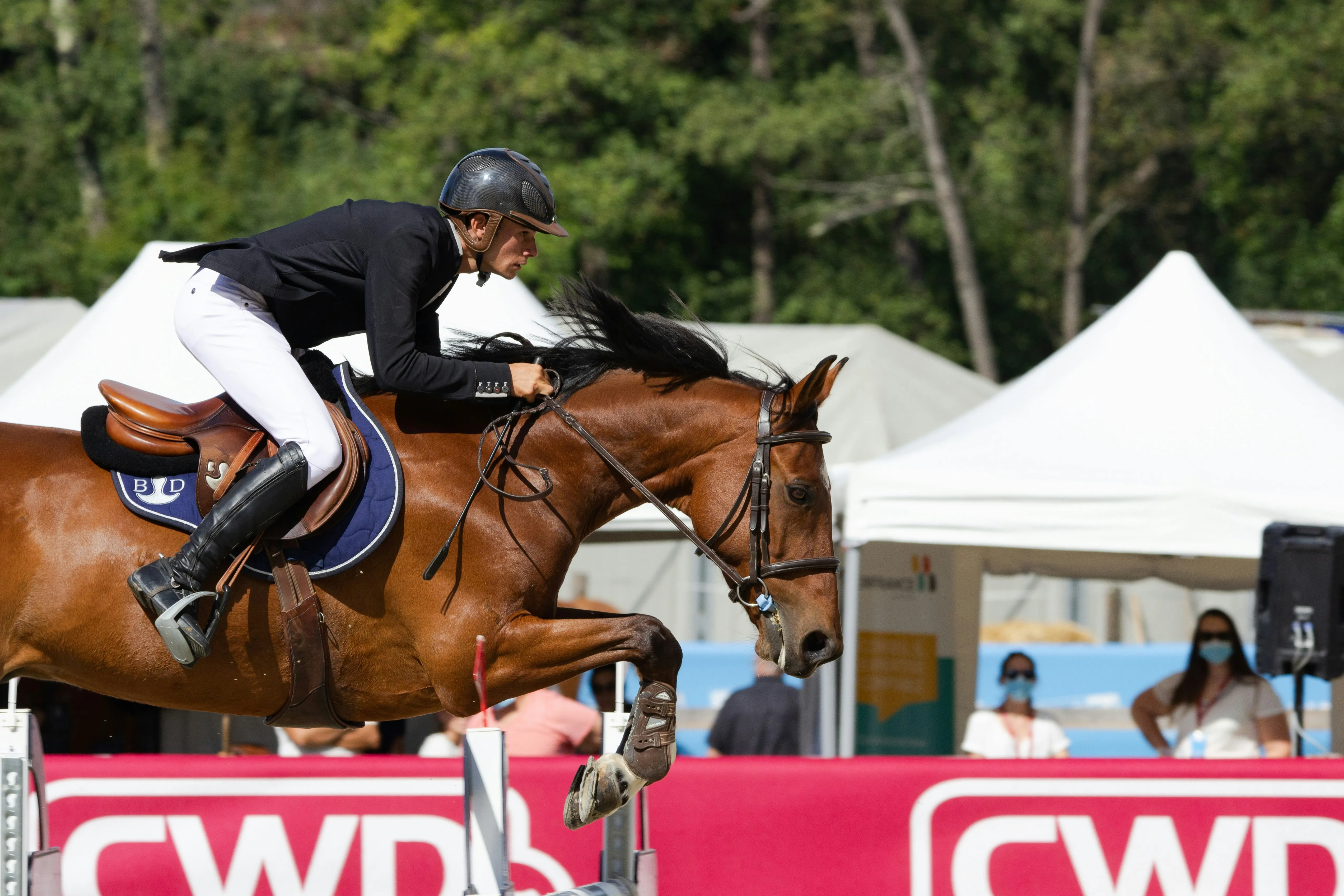 A horse and rider preparing for a show jumping event